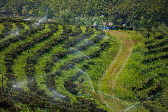 Terraced tea plantation with pathway and irrigation sprinklers leading to workers on ridge for agritourism background and landscape, showcasing rural farming activity