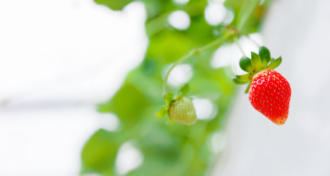 Ripe red strawberry hanging on vine with green leaves
