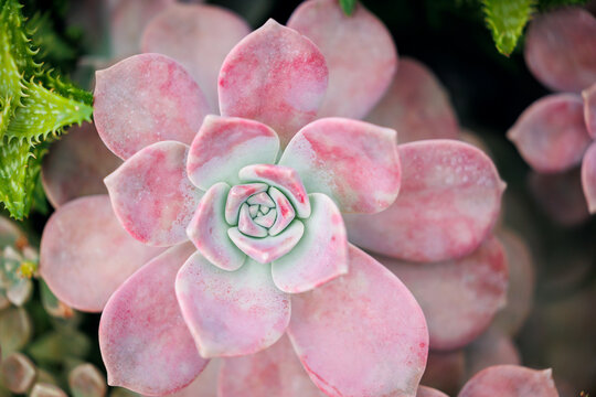 Close-up of pink succulent with symmetrical rosette pattern in natural setting, top view
