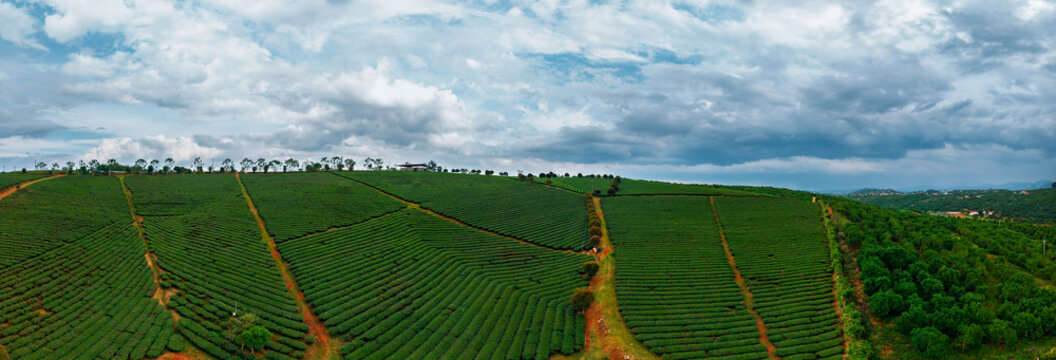 Tea plantation stretching across rolling hills under clouds