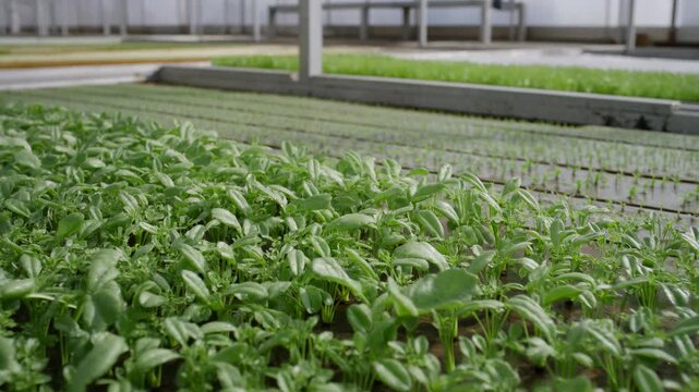 rows of green plants in a greenhouse with white walls and black flooring, neutral scene, static wide shot from a consistent angle, agriculture, gardening, farming.