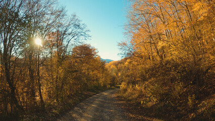 Dirt road winds through vibrant autumn forest under clear blue sky. Sunlight filters through golden foliage creating warm glow lens flare. Ideal for travel, nature, seasonal themes © VeNN