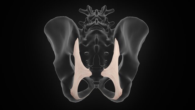 The sacrotuberous ligament of 3d illustration