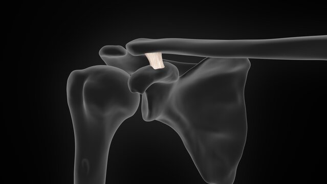 The coracoclavicular ligament of 3d illustration