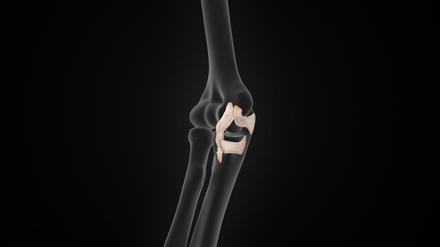 The ulnar collateral ligament (UCL) of 3d illustration
