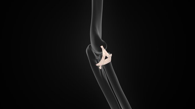 Radial Collateral Ligament of the Elbow of 3d illustration