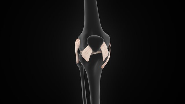 Human knee joint ligaments of 3d illustration