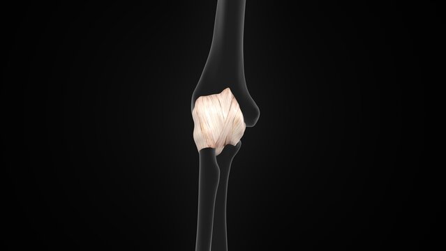 Elbow joint capsule ligaments of 3d illustration