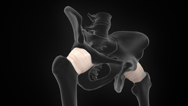 The hip joint capsule of 3d illustration