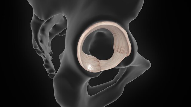The transverse acetabular ligament of 3d illustration