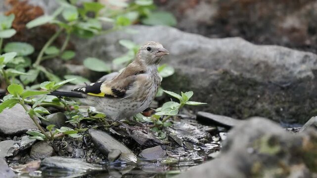 Stieglitz Jungvogel trinkt (Carduelis carduelis)
