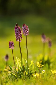Wild lady orchid (Orchis purpurea) blooming on a green grassy field in beautiful morning backlight. Rare pink and purple wildflower close up with soft bokeh background in spring.