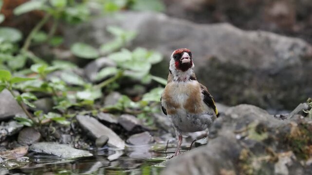 Stieglitz trinkt (Carduelis carduelis