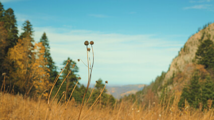 Naklejka premium Golden dry grass wildflower stems in foreground with blurred evergreen forest rocky mountain slope. Bright blue sky with soft clouds. Warm autumn light. Peaceful natural landscape