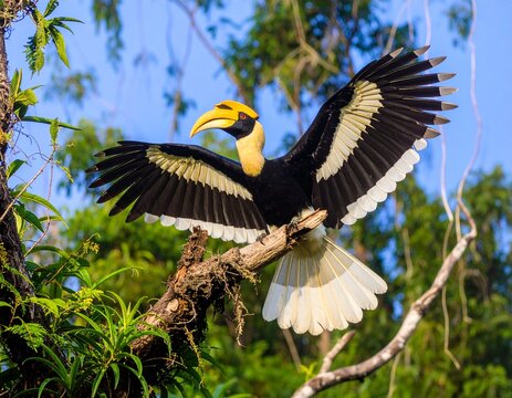 Majestic Great Hornbill spreading broad wings in flight, surrounded by lush tropical forest.
