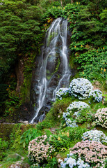 Ribeira dos Caldeiroes waterfall with blooming hydrangeas. Lush forest surrounds this scenic stream in Sao Miguel, Azores. Portugal landscape features vibrant nature and flowers. © Eugene Ga