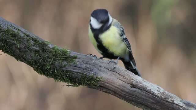 Kohlmeise auf Ast (Parus major)