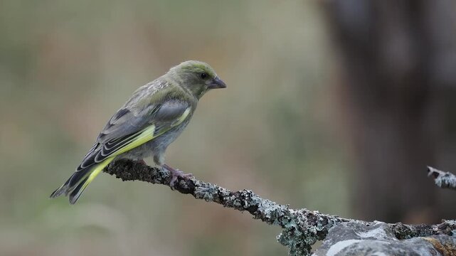 M&auml;nnlicher Gr&uuml;nfink auf Ast (Chloris chloris)