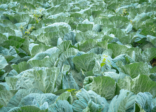 Green cabbage plants growing densely in a vegetable field, showing overlapping leaves and textured foliage.