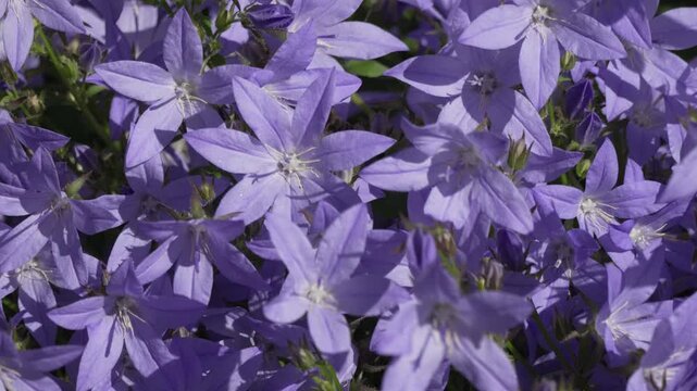 Bellflowers purple petals vibrant floral background blooming in sunny garden for spring nature and botanical themes with a small pollinator bee insect