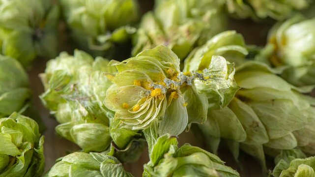 Dried hop cones scattered on a wooden surface, used as a key ingredient in beer brewing for bitterness and aroma, representing craft beer, brewery culture, and agricultural harvest.