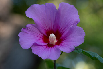 Purple flower blooming in garden  © Lyubka Grigorova