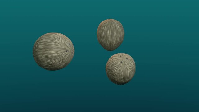 Coconuts floating in teal space. 3d rendering