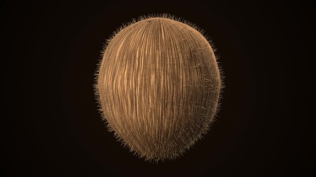 Realistic brown coconut on dark background. 3d rendering