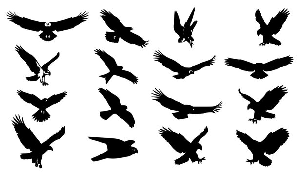 Birds of prey flying black silhouette collection featuring eagle falcon hawk owl and raptor vector clip art