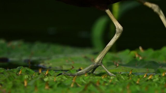 Clear, high-resolution wildlife frame dedicated to showing the fascinating mechanics of a jacana bird walking on water plants.