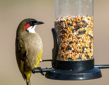 Photorealistic Red-whiskered Bulbul feeding on grains from a natural perch.