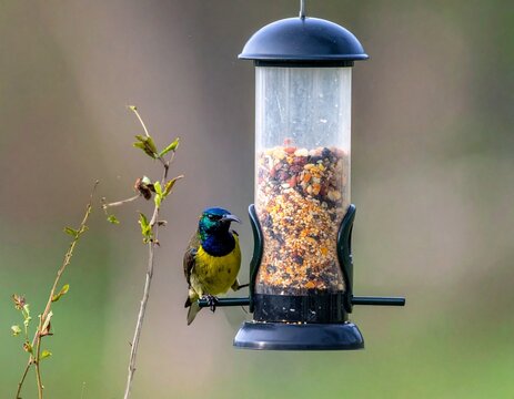 Oriental White-eye feeding on grains, beautifully framed in a natural Indian woodland setting.