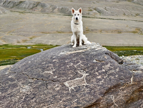 White Swiss Shepherd Dog or Berger Blanc Suisse sits on a large boulder covered with ancient petroglyphs.