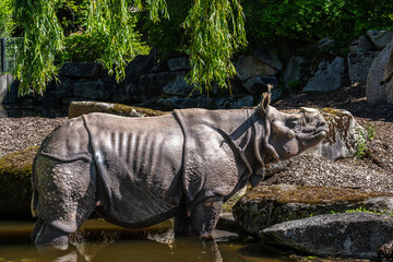 The Indian Rhinoceros, Rhinoceros unicornis aka Greater One-horned Rhinoceros © rudiernst