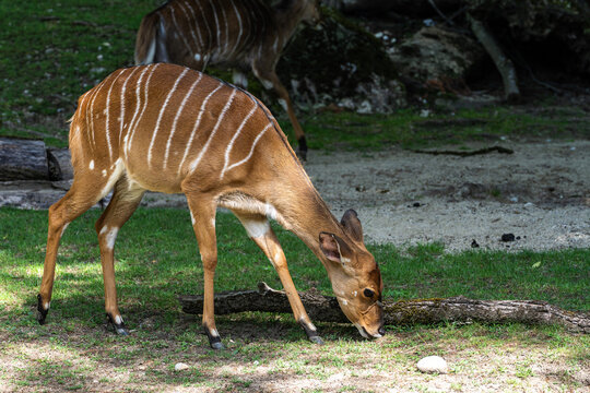 Nyala Antelope - Tragelaphus angasii. Wild life animal.