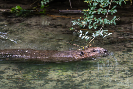 Young little Eurasian beaver, Castor fiber at a river in Munich, Bavaria in Germany