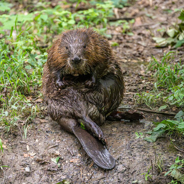 Adult Eurasian beaver, Castor fiber at a river in Munich, Bavaria in Germany