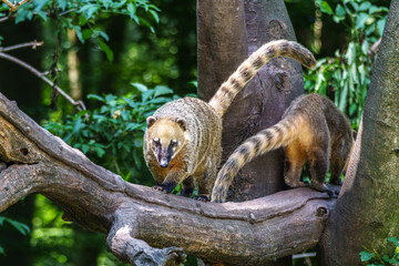 Fototapeta premium South American coati, Nasua nasua is a coati species from tropical and subtropical South America.