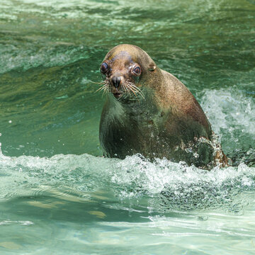 A Cape fur seal, Arctocephalus pusillus is swimming in a basin in a German park
