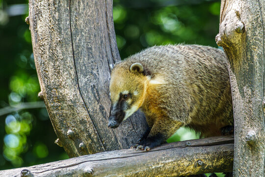 South American coati, Nasua nasua is a coati species from tropical and subtropical South America.