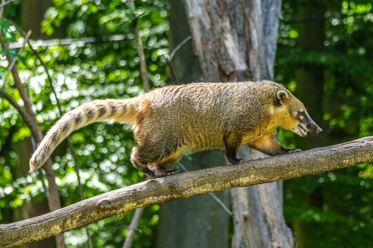 South American coati, Nasua nasua is a coati species from tropical and subtropical South America.