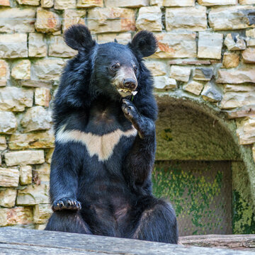 The asian black bear, Ursus thibetanus in a German Park