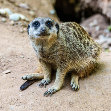 Meerkat, Suricata suricatta sitting on a stone and looking into the distance