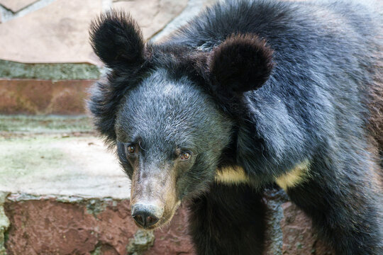 The asian black bear, Ursus thibetanus in a German Park