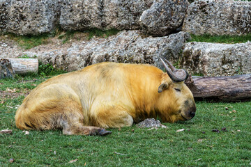 Portrait of a golden Takin, Budorcas taxicolor bedfordi with curved horns and thick fur © rudiernst