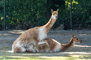 Obraz premium Mating Vicunas, Vicugna Vicugna, relatives of the llama in a German park