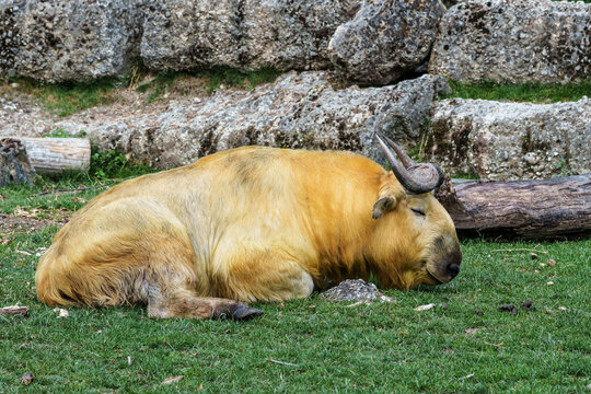Portrait of a golden Takin, Budorcas taxicolor bedfordi with curved horns and thick fur