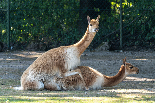 Mating Vicunas, Vicugna Vicugna, relatives of the llama in a German park