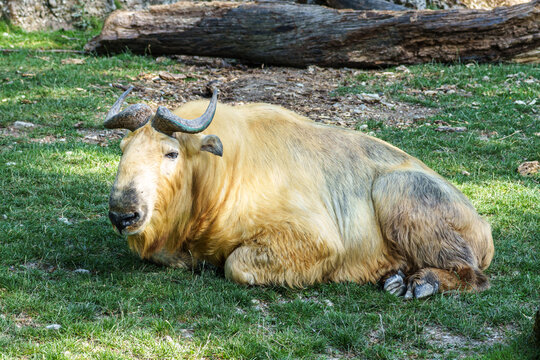 Portrait of a golden Takin, Budorcas taxicolor bedfordi with curved horns and thick fur