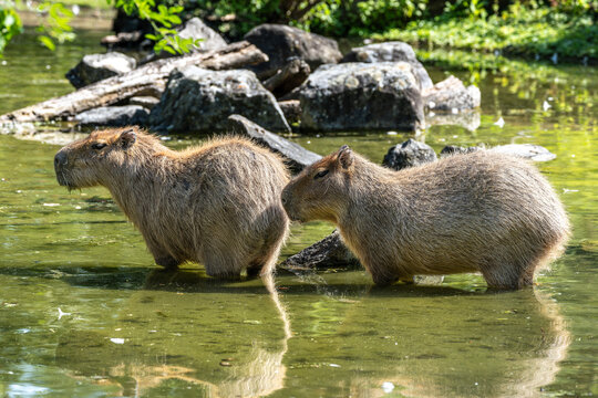 The Capybara, Hydrochoerus hydrochaeris is the largest living rodent in the world.